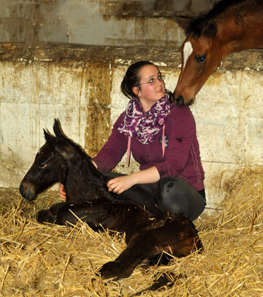 Hengstfohlen von Summertime u.d. Elitestute Schwalbenspiel v. Exclusiv - Foto: Beate Langels - Trakehner Gestt Hmelschenburg