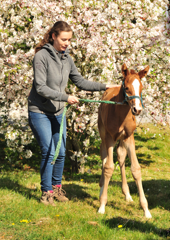 Trakehner Filly by High Motion out of Pr.u.StPrSt. Vittoria by Exclusiv- Trakehner Gestt Hmelschenburg - Foto: Beate Langels - Trakehner Gestt Hmelschenburg