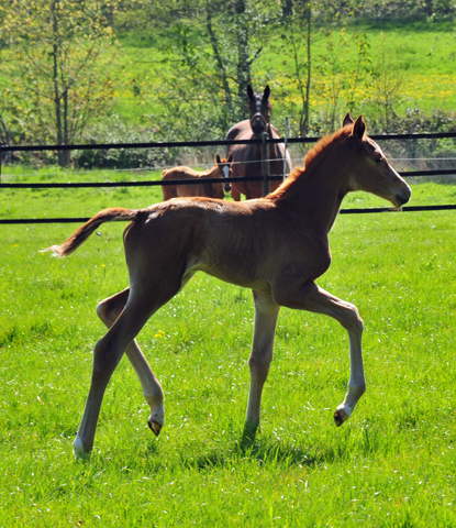 Trakehner Filly by High Motion out of Pr.u.StPrSt. Vittoria by Exclusiv- Trakehner Gestt Hmelschenburg - Foto: Beate Langels - Trakehner Gestt Hmelschenburg