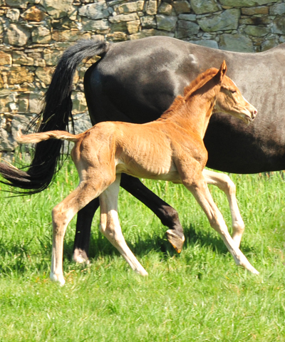 Trakehner Filly by High Motion out of Pr.u.StPrSt. Vittoria by Exclusiv- Trakehner Gestt Hmelschenburg - Foto: Beate Langels - Trakehner Gestt Hmelschenburg