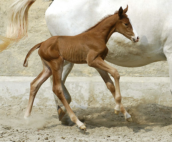 15 Stunden alt: Stutfohlen von Shavalou u.d. Elitestute Thirza v.Karon - Trakehner Gestt Hmelschenburg, Foto: Beate Langels