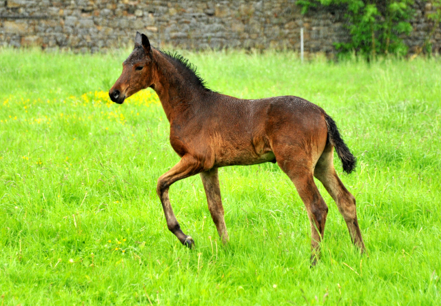 Klassic Touch von Oliver Twist u.d. Pr.u.StPrSt. Klassic v. Freudenfest - Trakehner Gestt Hmelschenburg