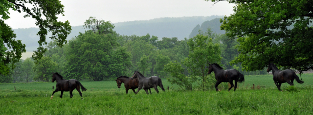 Unsere Zweijhrigen Hengste im Dauerregen - Ende Mai 2013 - Trakehner Gestt Hmelschenburg