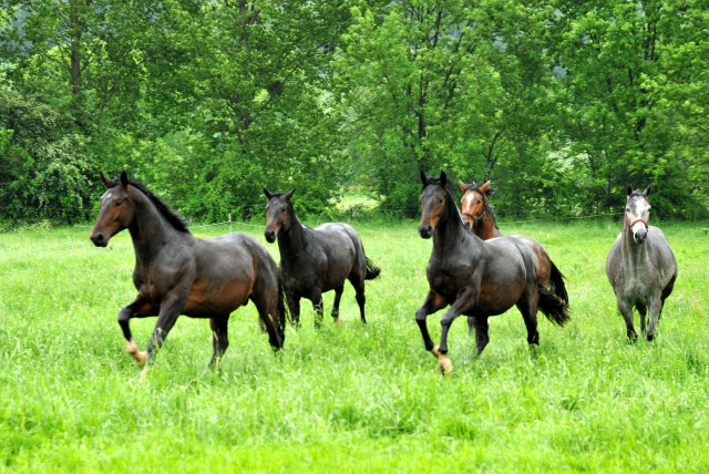 Unsere Zweijhrigen Hengste im Dauerregen - Ende Mai 2013 - Trakehner Gestt Hmelschenburg