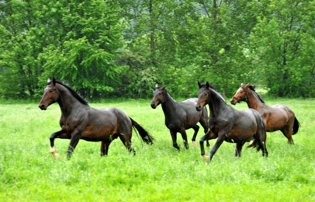 Unsere Zweijhrigen Hengste im Dauerregen - Ende Mai 2013 - Trakehner Gestt Hmelschenburg