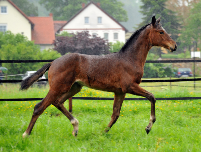 Karida von Oliver Twist u.d. Pr.u.StPrSt. Karena v. Freudenfest - Trakehner Gestt Hmelschenburg