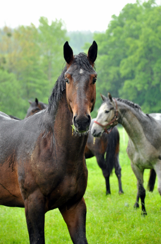 Hengst von Exclusiv u.d. Elitestute Vicenza v. Showmaster - Trakehner Gestt Hmelschenburg - Foto: Beate Langels
