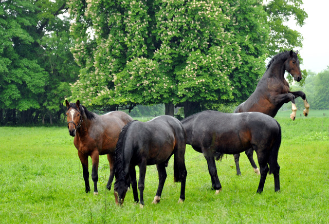 Unsere Zweijhrigen Hengste im Dauerregen - Ende Mai 2013 - Trakehner Gestt Hmelschenburg