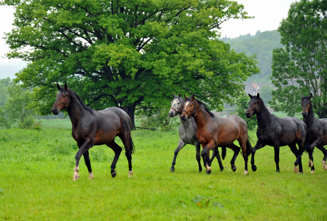 Unsere Zweijhrigen Hengste im Dauerregen - Ende Mai 2013 - Trakehner Gestt Hmelschenburg
