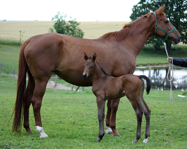 Stutfohlen von Saint Cyr u.d. u.d. Herzogin v. Hertug