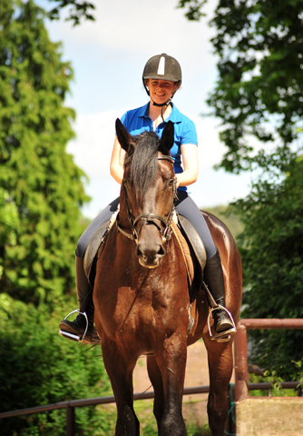 3jhriger Hengst von Touch my Heart u.d. Pr.u.StPrSt. Vittoria v. Exclusiv - Trakehner Gestt Hmelschenburg - Foto: Beate Langels - Trakehner Gestt Hmelschenburg