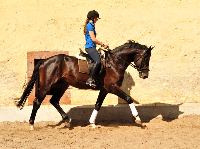 3jhriger Hengst v. Touch my Heart u.d. Pr.u.StPrSt. vittoria v. Exclusiv - Trakehner Gestt Hmelschenburg -  im Juni 2018 -
 Foto: Beate Langels