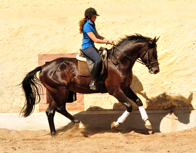 3jhriger Hengst v. Touch my Heart u.d. Pr.u.StPrSt. vittoria v. Exclusiv - Trakehner Gestt Hmelschenburg -  im Juni 2018 -
 Foto: Beate Langels