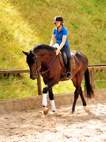 3jhriger Hengst von Touch my Heart u.d. Pr.u.StPrSt. Vittoria v. Exclusiv - Trakehner Gestt Hmelschenburg - Foto: Beate Langels - Trakehner Gestt Hmelschenburg