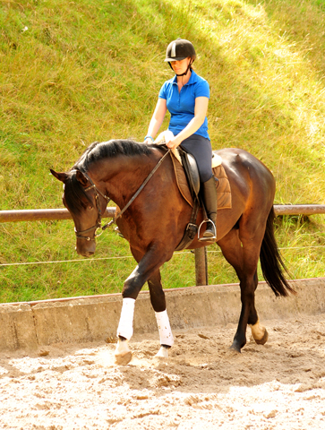 3jhriger Hengst von Touch my Heart u.d. Pr.u.StPrSt. Vittoria v. Exclusiv - Trakehner Gestt Hmelschenburg - Foto: Beate Langels - Trakehner Gestt Hmelschenburg