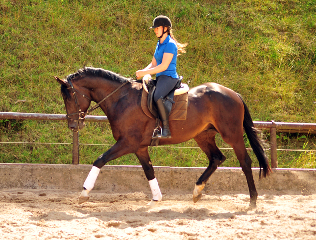 3jhriger Hengst v. Touch my Heart u.d. Pr.u.StPrSt. vittoria v. Exclusiv - Trakehner Gestt Hmelschenburg -  im Juni 2018 -
 Foto: Beate Langels