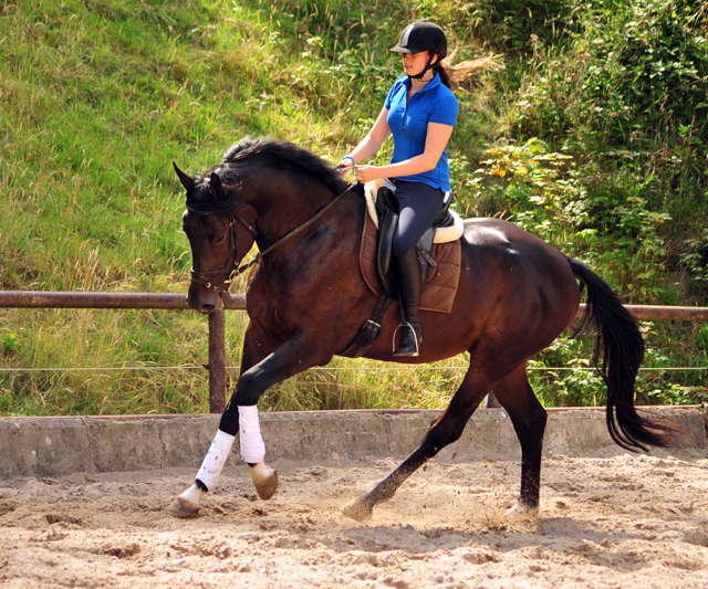 3jhriger Hengst v. Touch my Heart u.d. Pr.u.StPrSt. vittoria v. Exclusiv - Trakehner Gestt Hmelschenburg -  im Juni 2018 -
 Foto: Beate Langels