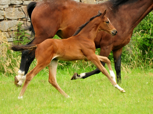 Stutfohlen von Saint Cyr u.d. Pr.St. Karida v. Oliver Twist -  Foto: Beate Langels - Trakehner Gestt Hmelschenburg