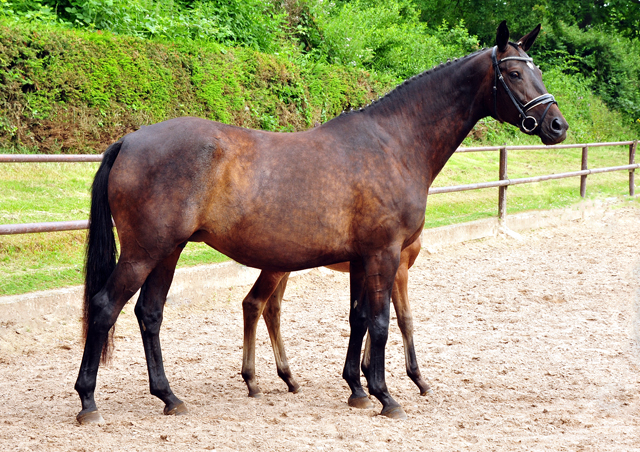 Valentine v. High Motion x Showmaster - Foto: Beate Langels - Trakehner Gestt Hmelschenburg