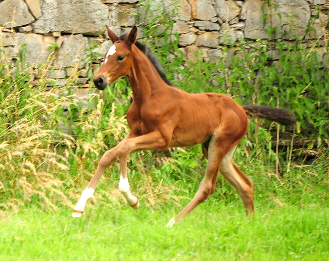 Stutfohlen von Saint Cyr u.d. Pr.St. Karida v. Oliver Twist - Foto: Beate Langels - Trakehner Gestt Hmelschenburg