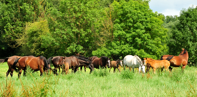 Stuten und Fohlen in den Emmerauen - Foto: Beate Langels - Trakehner Gestt Hmelschenburg