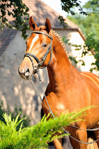 Zweijhriger Hengst von Syriano x Uckermrker - Foto: Beate Langels