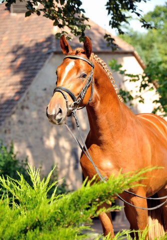 Zweijhriger Hengst von Syriano x Uckermrker - Foto: Beate Langels