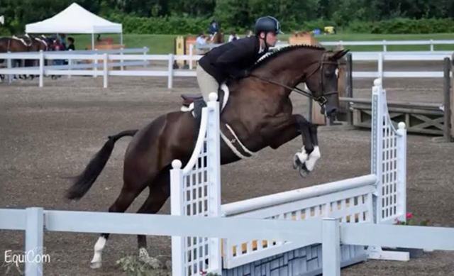 Guardiola -  4jhriger Trakehner von Saint Cyr u.d. Greta Garbo - August 2018   -
Trakehner Gestt Hmelschenburg