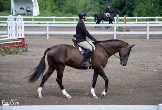 Guardiola -  4jhriger Trakehner von Saint Cyr u.d. Greta Garbo - August 2018   -
Trakehner Gestt Hmelschenburg