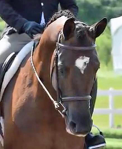 Guardiola -  4jhriger Trakehner von Saint Cyr u.d. Greta Garbo - August 2018   -
Trakehner Gestt Hmelschenburg