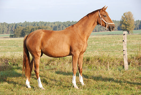 Trakehner Stute Kavalou v. Shavalou u.d. Elitestute Kalmar v. Exclusiv - Trakehner Gestt Hmelschenburg - Foto: Ellen Hnoch