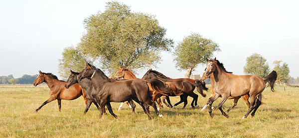 Zweijhrige Trakehner Nachwuschsstuten - Trakehner Gestt Hmelschenburg - Foto: Ellen Hnoch