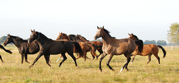 Zweijhrige Trakehner Nachwuschsstuten - Trakehner Gestt Hmelschenburg - Foto: Ellen Hnoch