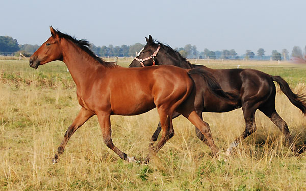 Oldenburger Jhrlingsstute v. Summertime u.d. Beloved v. Kostolany - Trakehner Gestt Hmelschenburg - Foto: Ellen Hnoch