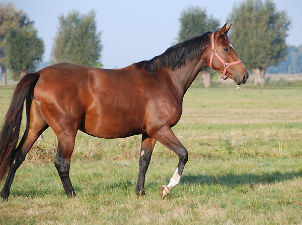 Karalina v. Exclusiv u.d. Elitestute Kassuben v. Enrico Caruso - Trakehner Gestt Hmelschenburg - Foto: Ellen Hnoch