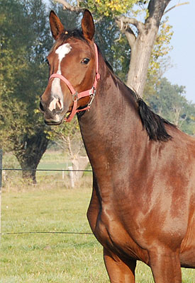 Karalina v. Exclusiv u.d. Elitestute Kassuben v. Enrico Caruso - Trakehner Gestt Hmelschenburg - Foto: Ellen Hnoch