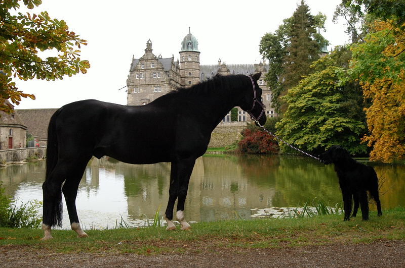 Jojo und der Trakehner Hauptbeschler Kostolany in Hmelschenburg, Foto: Beate Langels, Trakehner Gestt Hmelschenburg