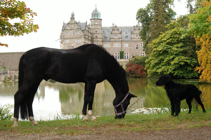 Jojo und der Trakehner Hauptbeschler Kostolany in Hmelschenburg, Foto: Beate Langels, Trakehner Gestt Hmelschenburg