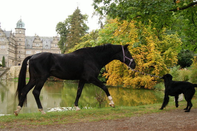 Jojo und der Trakehner Hauptbeschler Kostolany in Hmelschenburg, Foto: Beate Langels, Trakehner Gestt Hmelschenburg