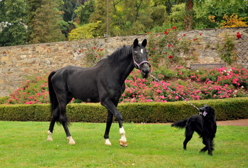 Jojo und der Trakehner Hauptbeschler Kostolany in Hmelschenburg, Foto: Beate Langels, Trakehner Gestt Hmelschenburg