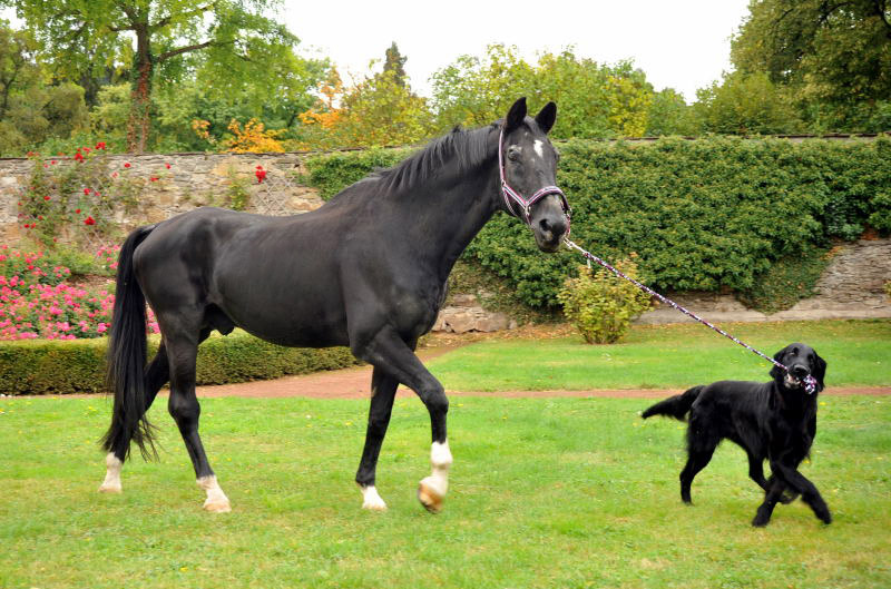 Jojo und der Trakehner Hauptbeschler Kostolany in Hmelschenburg, Foto: Beate Langels, Trakehner Gestt Hmelschenburg