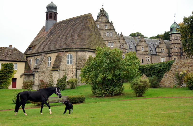 Jojo und der Trakehner Hauptbeschler Kostolany in Hmelschenburg, Foto: Beate Langels, Trakehner Gestt Hmelschenburg