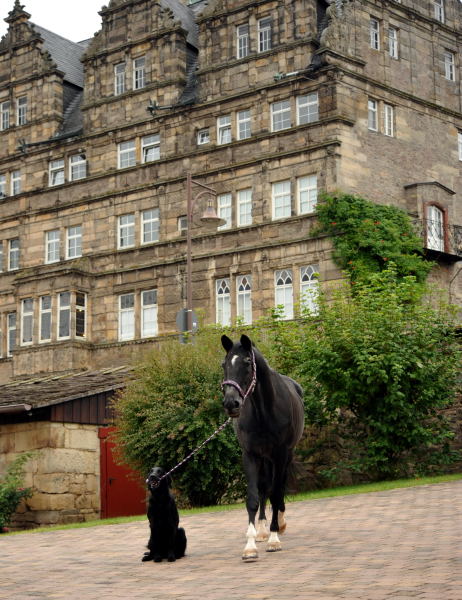 Jojo und der Trakehner Hauptbeschler Kostolany in Hmelschenburg, Foto: Beate Langels, Trakehner Gestt Hmelschenburg