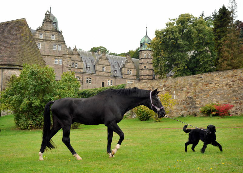 Jojo und der Trakehner Hauptbeschler Kostolany in Hmelschenburg, Foto: Beate Langels, Trakehner Gestt Hmelschenburg