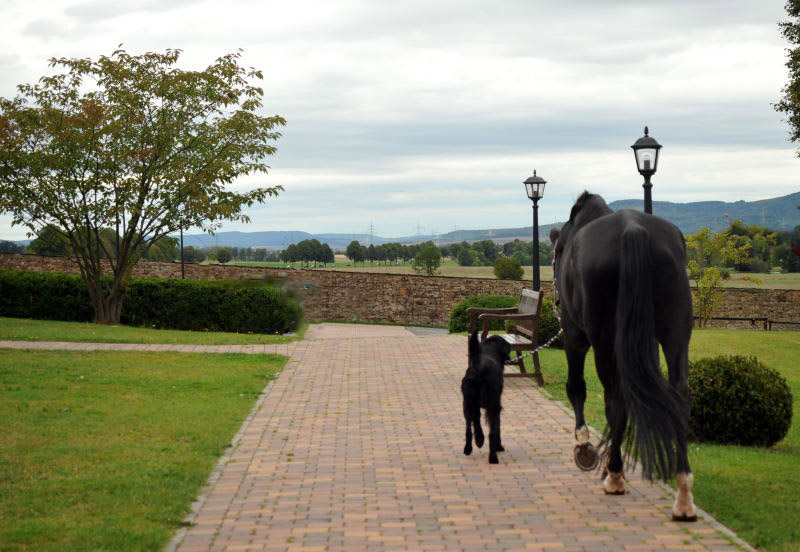 Jojo und der Trakehner Hauptbeschler Kostolany in Hmelschenburg, Foto: Beate Langels, Trakehner Gestt Hmelschenburg