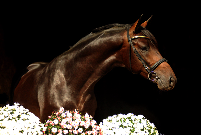 Trakehner Hengst von Saint Cyr u.d. Pr.St. Under the moon v. Easy Game - Herzkristall , Foto: Beate Langels - Trakehner Gestt Hmelschenburg