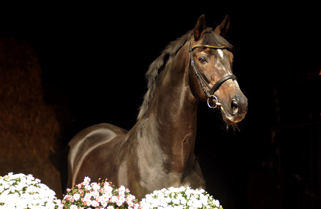 Exclusiv von Starway u.d. StPrSt. Elysee v. Zauberklang - am 26. September 2015, Foto: Beate Langels, Trakehner Gestt Hmelschenburg - Beate Langels