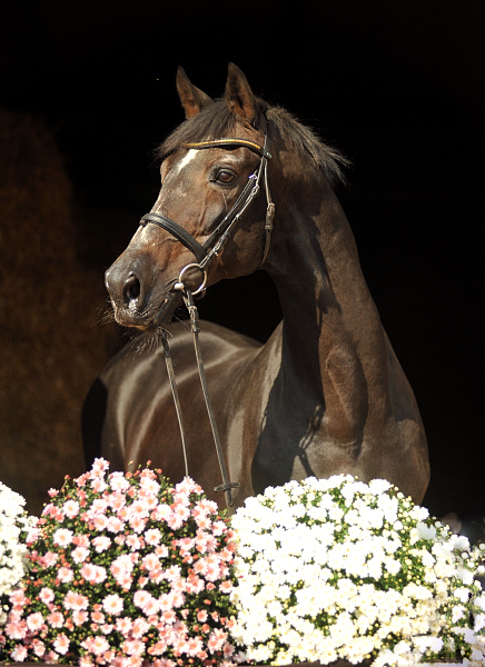 Exclusiv von Starway u.d. StPrSt. Elysee v. Zauberklang - am 26. September 2015, Foto: Beate Langels, Trakehner Gestt Hmelschenburg - Beate Langels