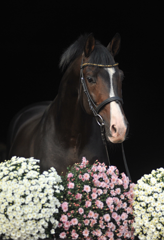Shavalou v. Freudenfest - 26. September 2015 - Foto Beate Langels - Gestt Hmelschenburg