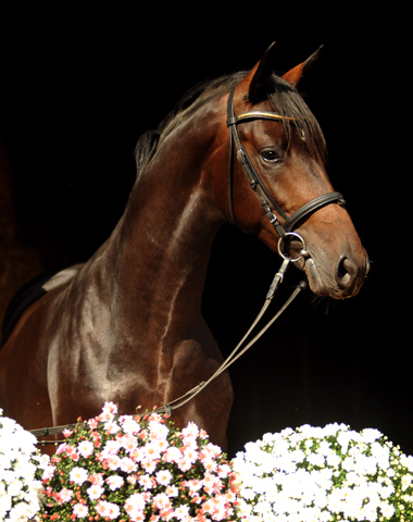 UNDER FIRE - Trakehnerhengst von Saint Cyr u.d. Pr.St. Under the moon v. Easy Game - Trakehner Gestt Hmelschenburg Beate Langels